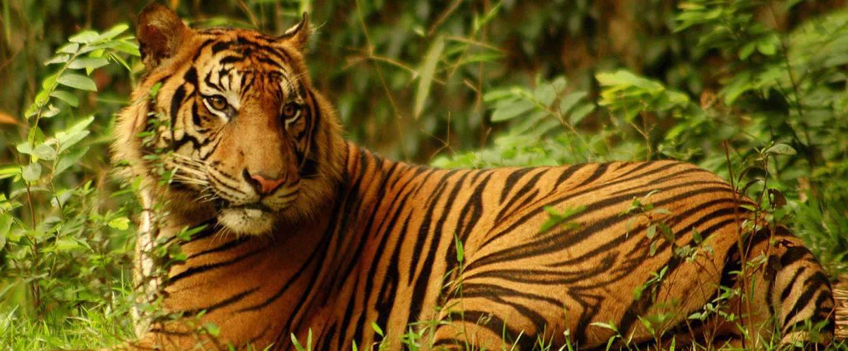 Sumatra Tiger © Saipul Siagian / WWF-Indonesia