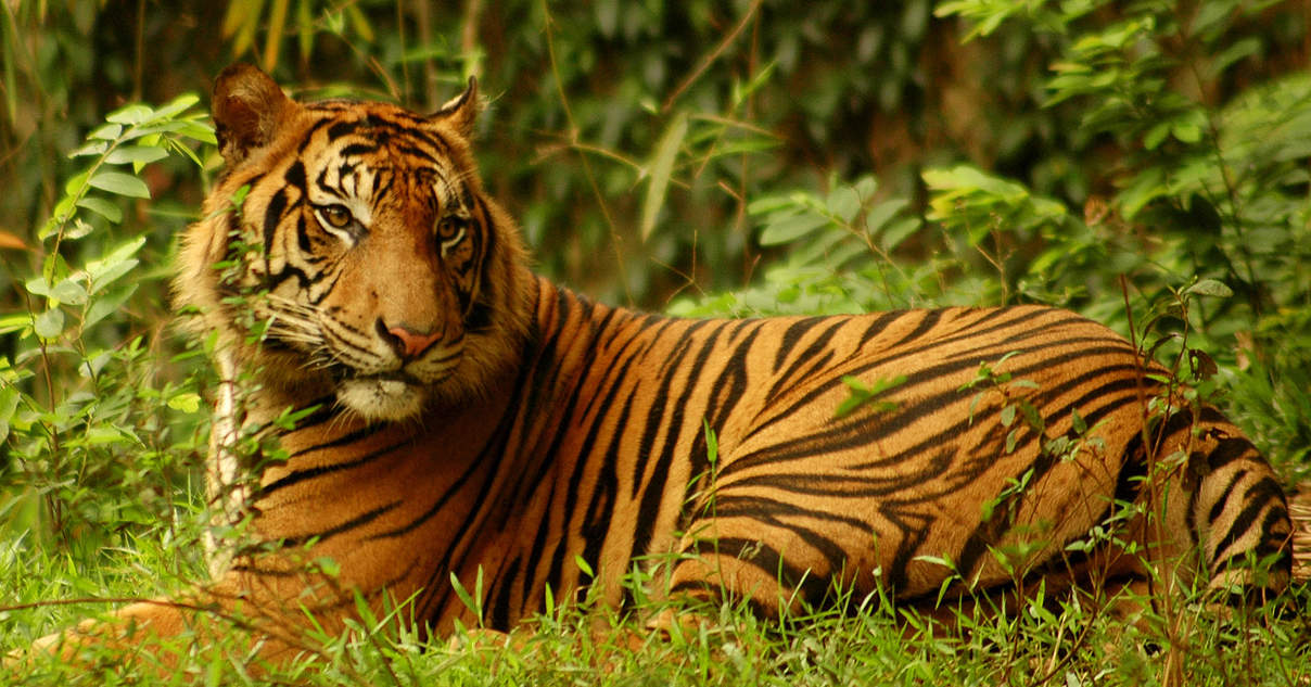 Sumatra-Tiger im WWF-Artenlexikon: Zahlen & Fakten | WWF