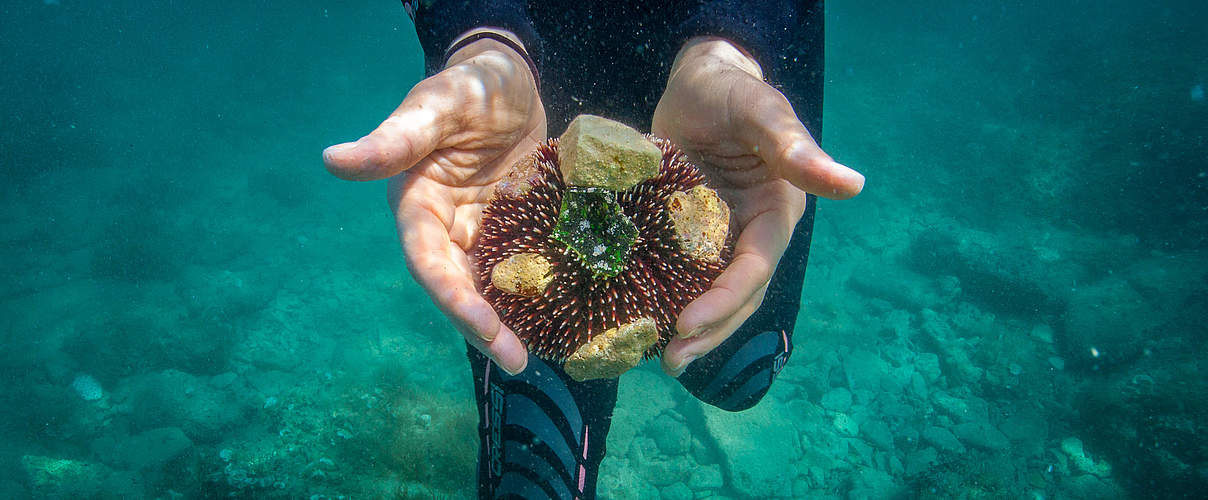 Meeresverbündete in Kroation © Gauthier Saillard / WWF