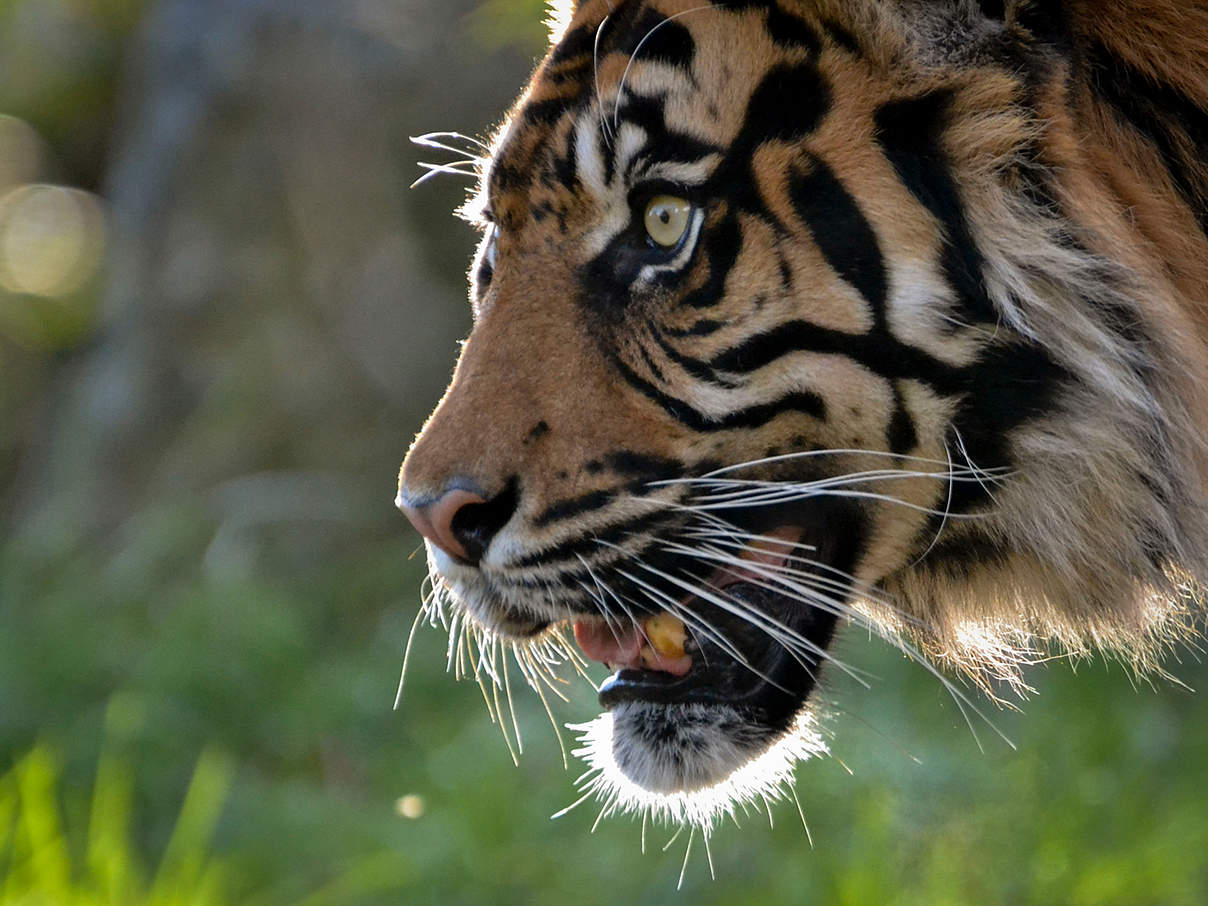 Sumatra-Tiger © Alex Walsh / WWF Sumatra-Tiger © Alex Walsh / WWF