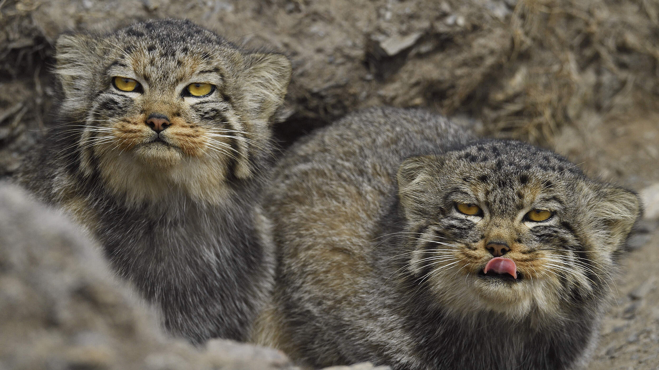 Zwei Pallaskatzen oder Manuls (Otocolobus manul) schauen zwischen Felsen hervor.