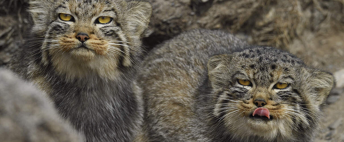 Zwei Pallaskatzen oder Manuls (Otocolobus manul) schauen zwischen Felsen hervor.