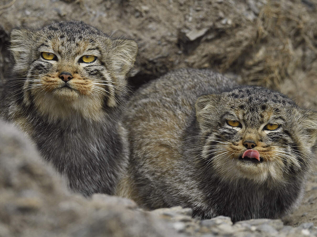 Zwei Pallaskatzen oder Manuls (Otocolobus manul) schauen zwischen Felsen hervor.