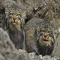 Zwei Pallaskatzen oder Manuls (Otocolobus manul) schauen zwischen Felsen hervor.