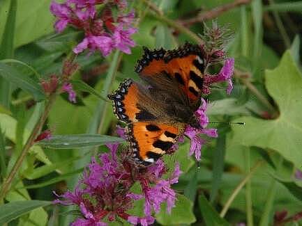 Kleiner Fuchs © Peter Pauschert