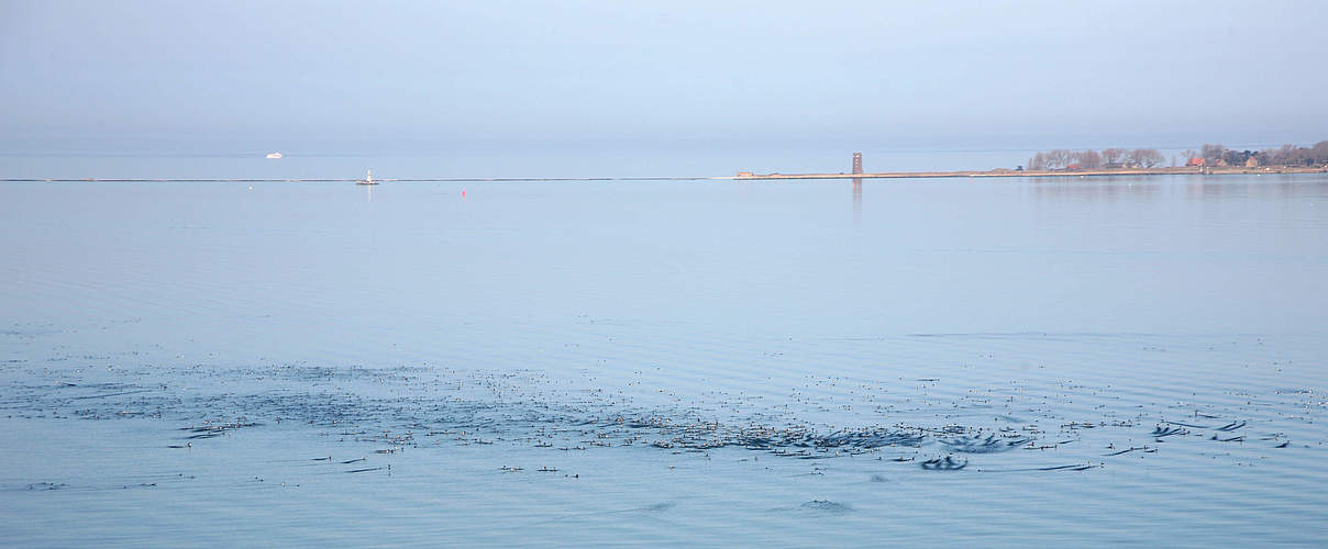 Tauchenten vor der Insel Ruden © Florian Hoffmann