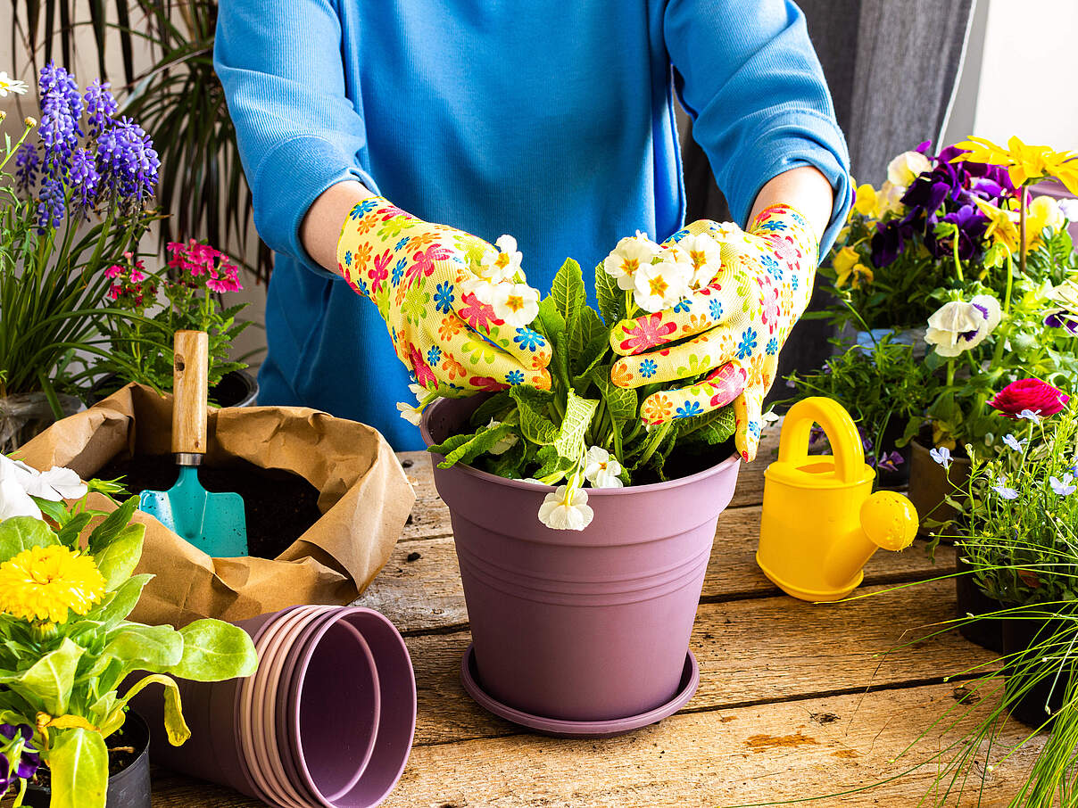 Bunte Blumenpracht pflanzen