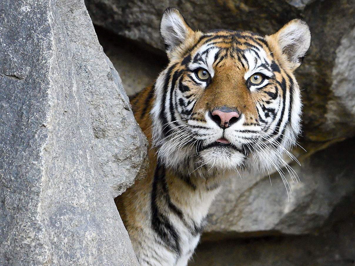 Der Tierpark Berlin leistet einen wichtigen Beitrag zum Artenschutz © Tierpark Berlin