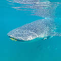 Walhai vor Mafia Island © Ngoteya Wild / Blue Action Fund / WWF Tansania