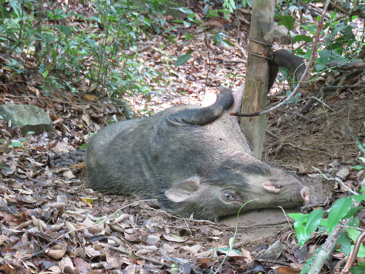 Wildschwein verendet in einer Falle in Kambodscha © Lor Sokhoeurn / WWF-Cambodia