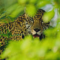 Jaguar © Staffan Widstrand / WWF