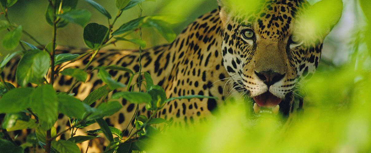 Jaguar © Staffan Widstrand / WWF