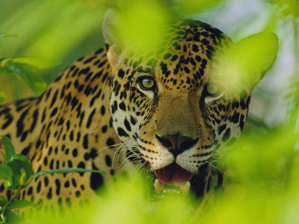Jaguar © Staffan Widstrand / WWF