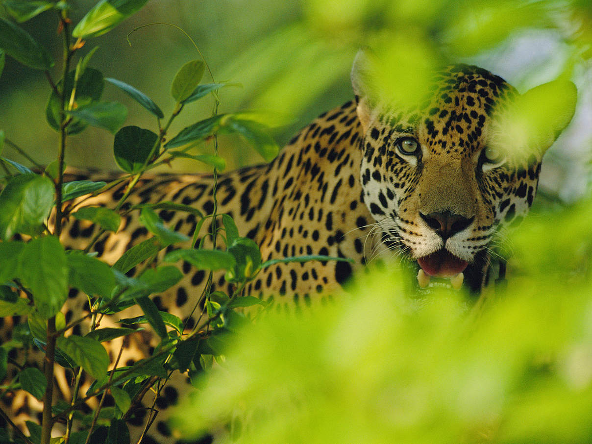 Jaguar © Staffan Widstrand / WWF