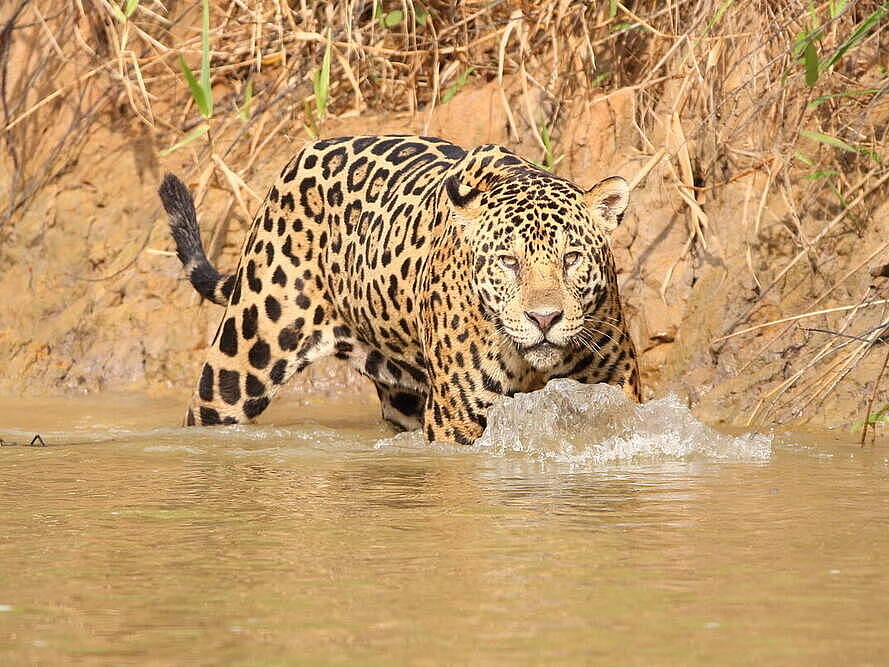 Ein Jaguar läuft am Rande des Ufers durch das flache Wasser eines Flusses und scheint in die Kamera zu sehen