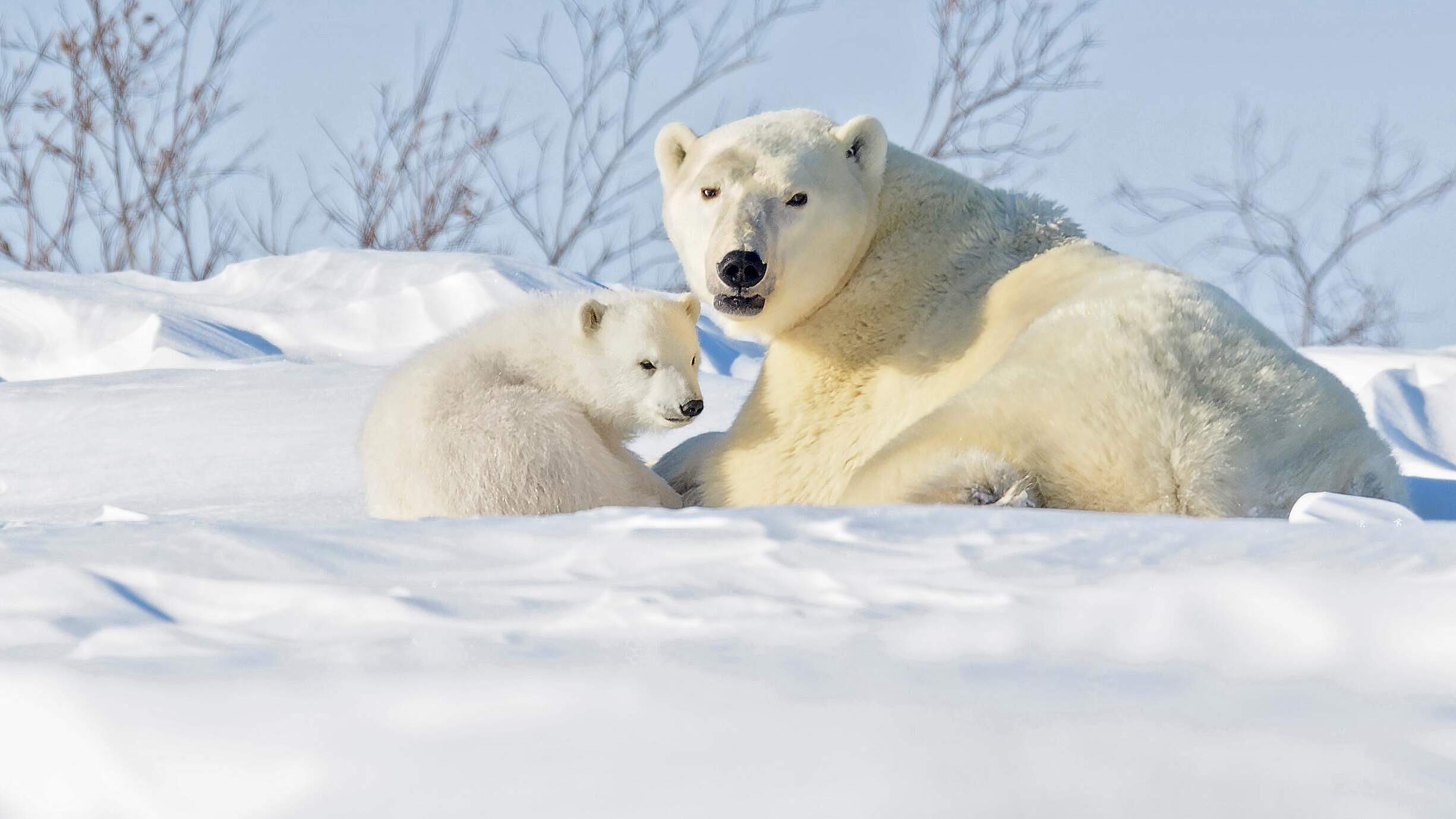 Paten Header Eisbaer © WWF