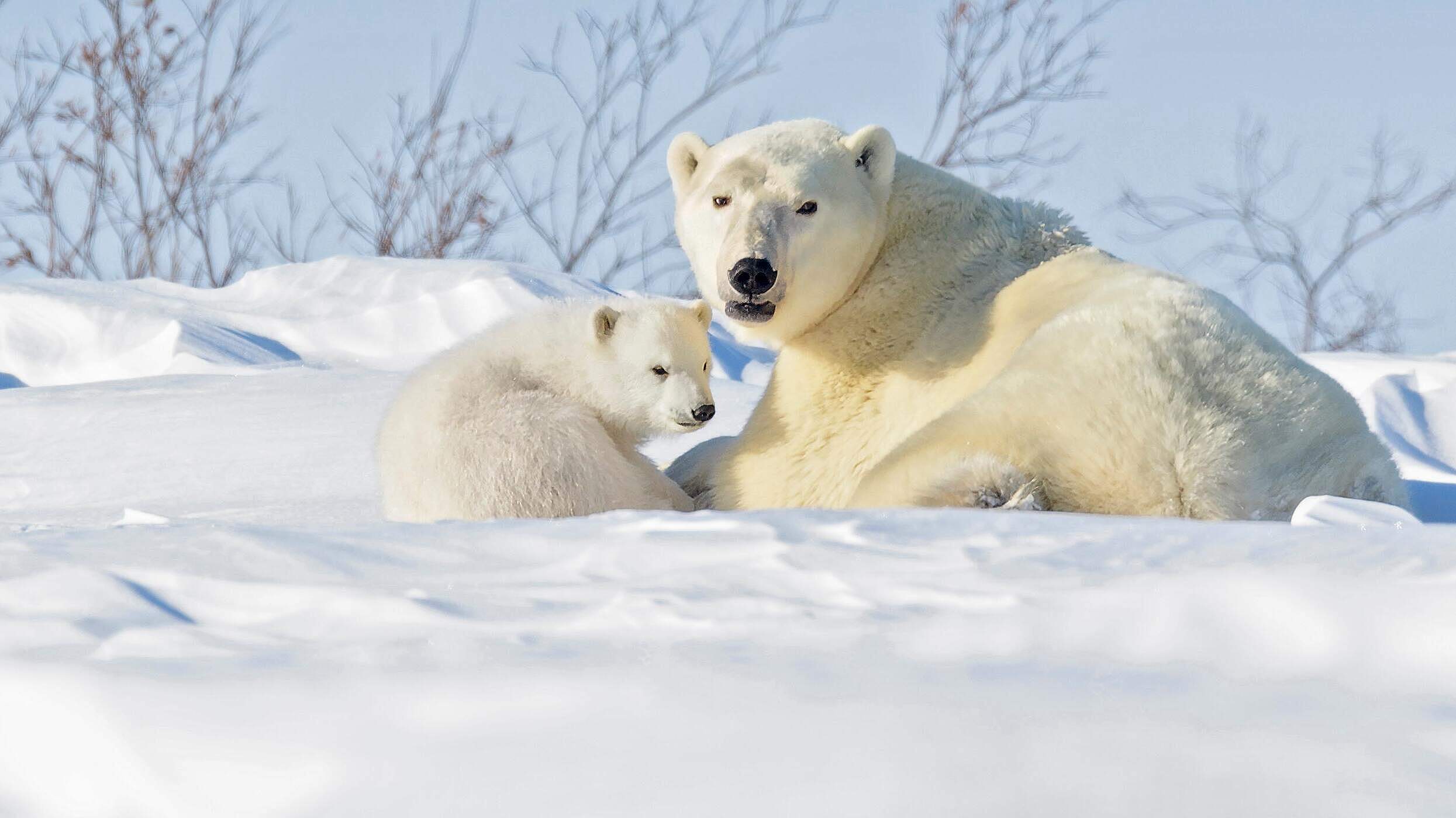 Paten Header Eisbaer © WWF