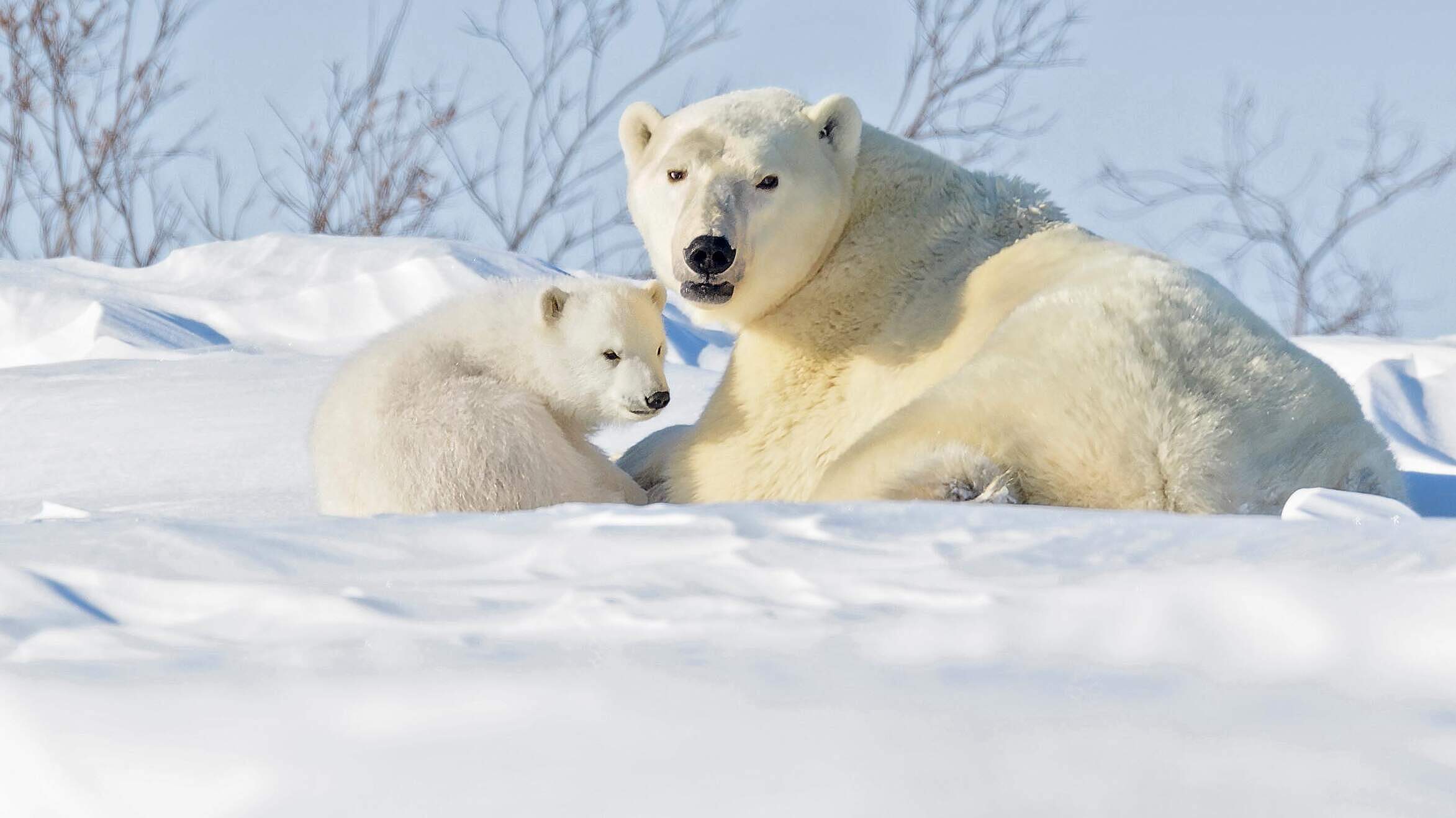 Paten Header Eisbaer © WWF