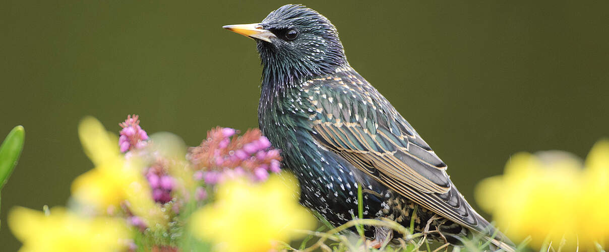Ein Star im Brutgefieder, stehend in blühenden Narzissen im Garten
