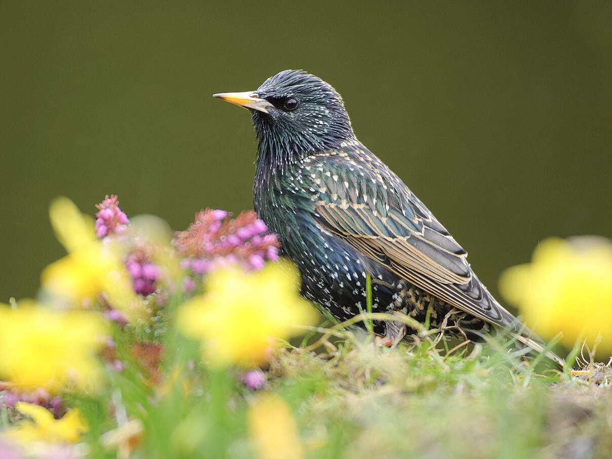 Ein Star im Brutgefieder, stehend in blühenden Narzissen im Garten