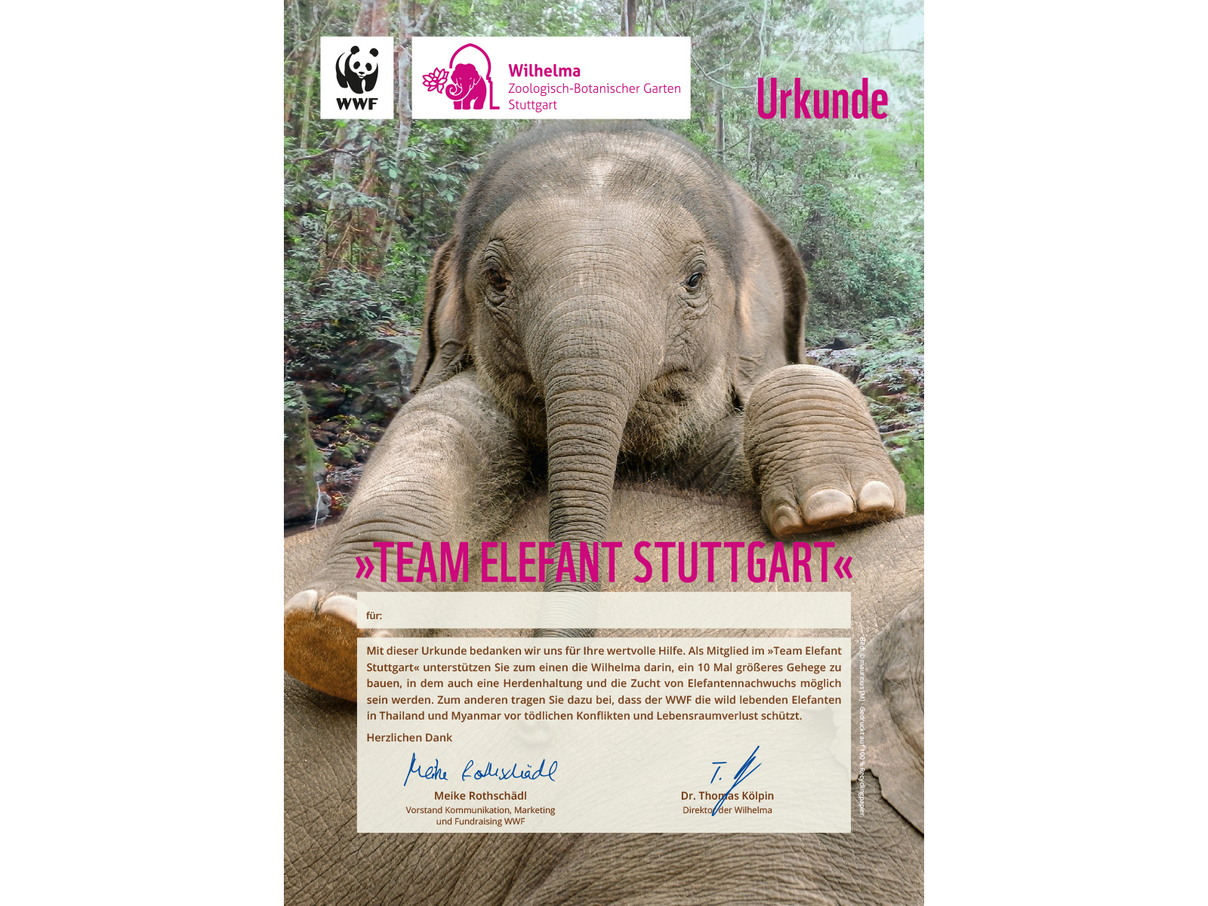 "Team Elefant Stuttgart"-Urkunde © WWF "Team Elefant Stuttgart"-Urkunde © WWF