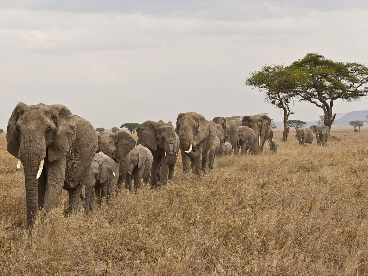 Elefantenherde © Donna Archer