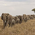 Elefantenherde © Donna Archer