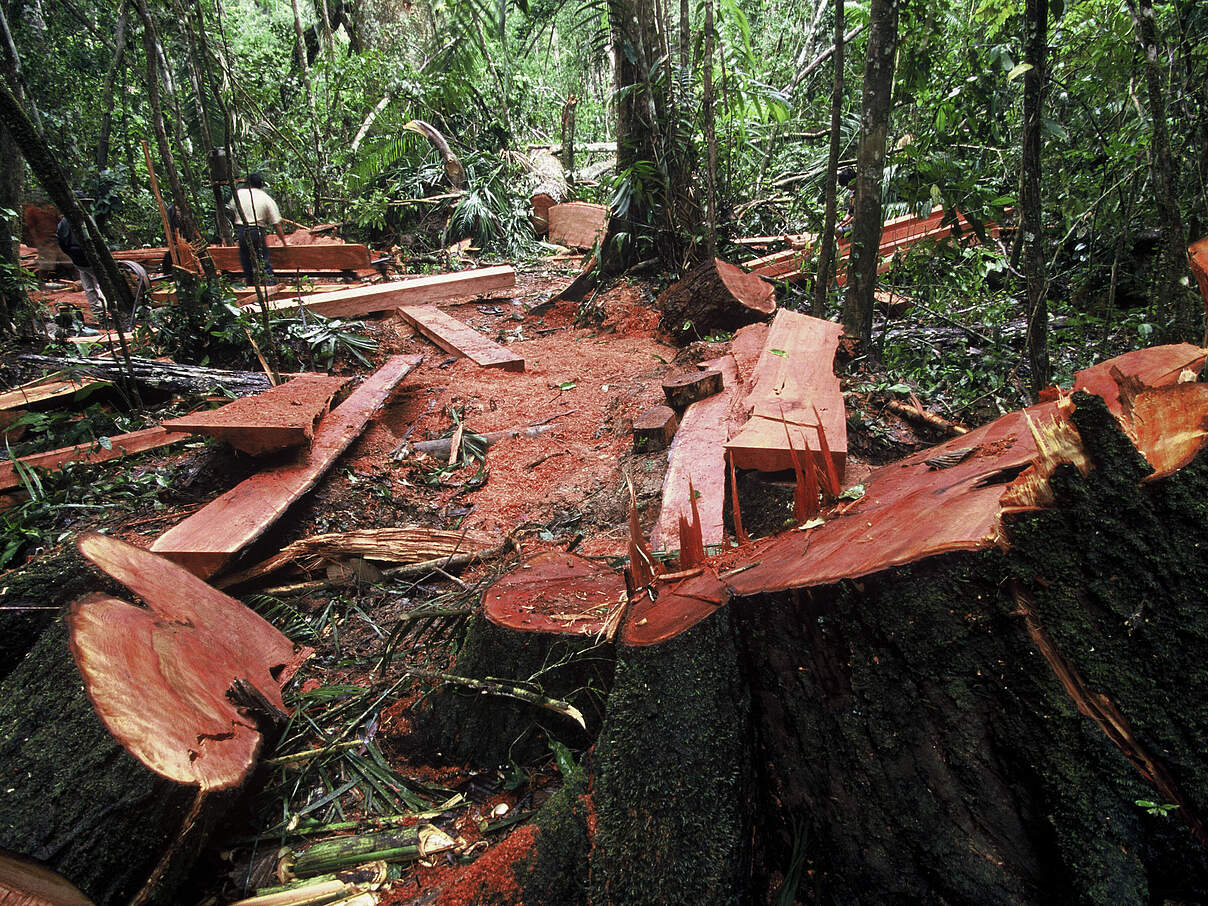Illegale Entwaldung in Madre Dios © André Bärtschi / WWF