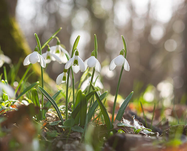 Schneeglöckchen © ANNA PISMENSKOVA / Getty Images