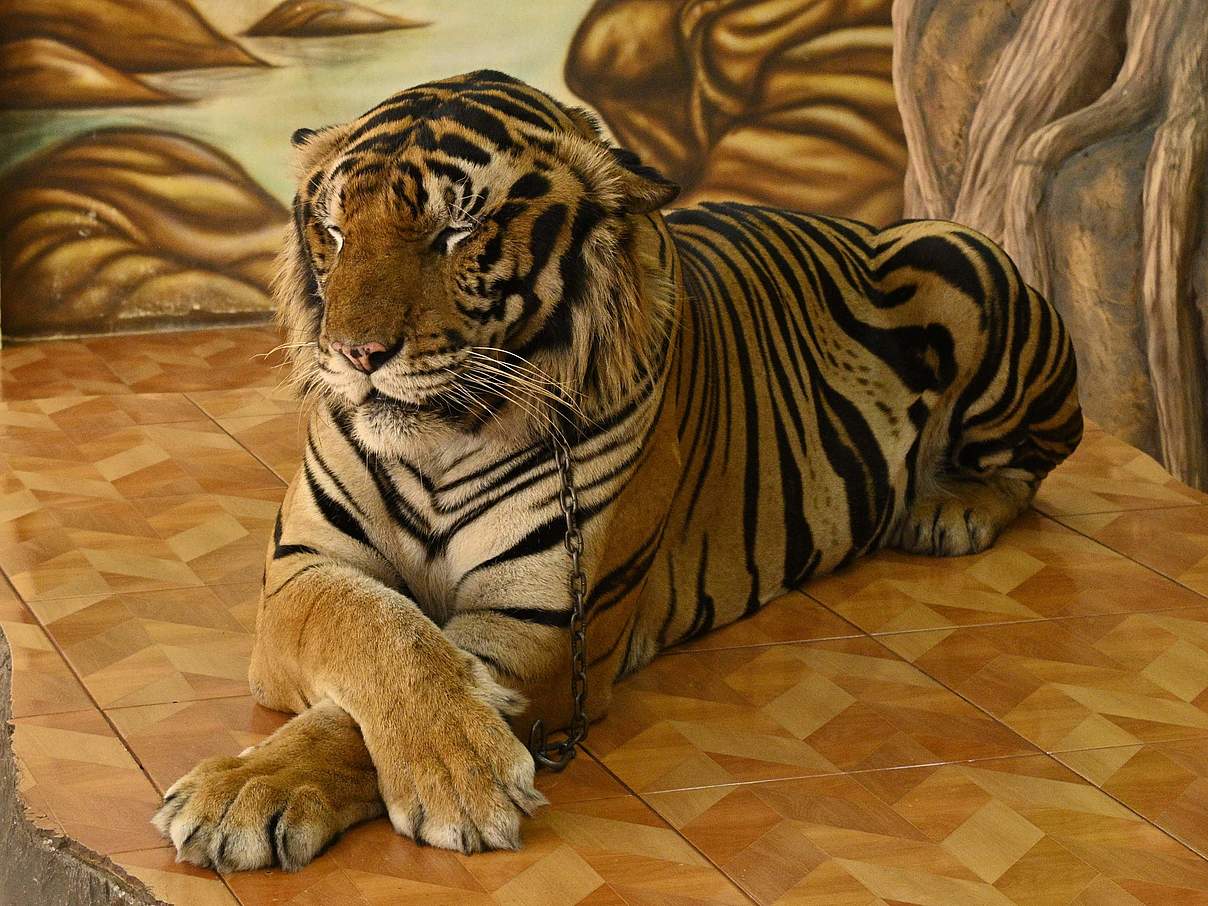 Tiger in Gefangenschaft © Gordon Congdon