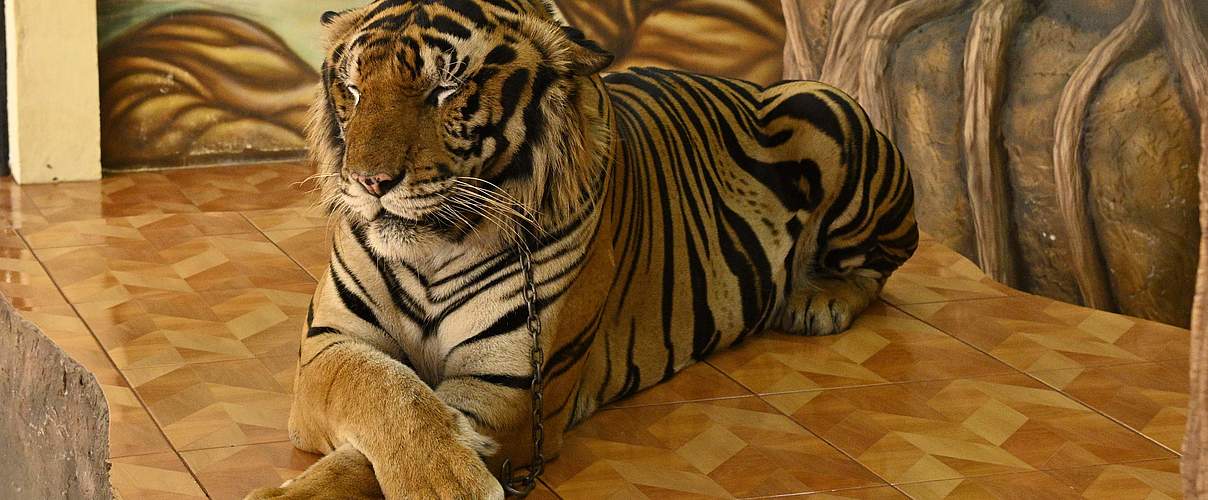 Tiger in Gefangenschaft © Gordon Congdon