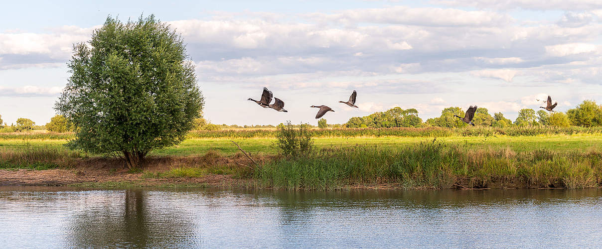 Wasservögel in Deutschland © Ulrike Schacht / WWF