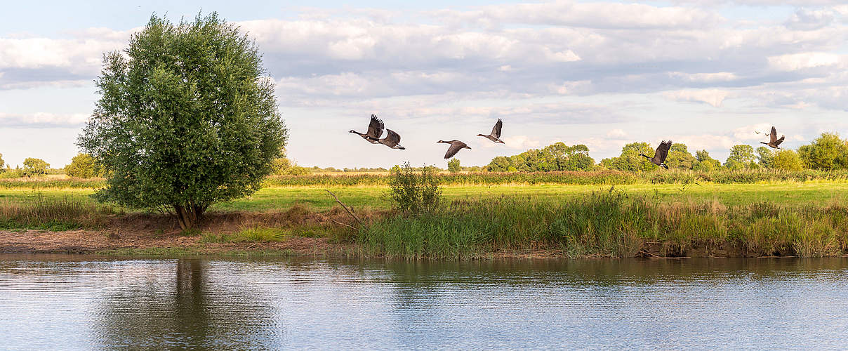 Wasservögel in Deutschland © Ulrike Schacht / WWF
