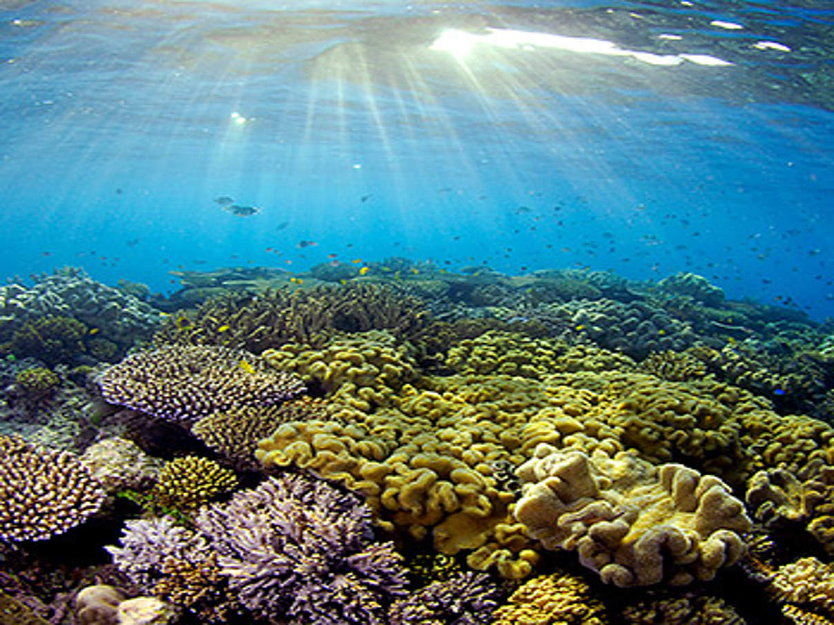 Great Barrier Reef © Troy Mayne / WWF Australien