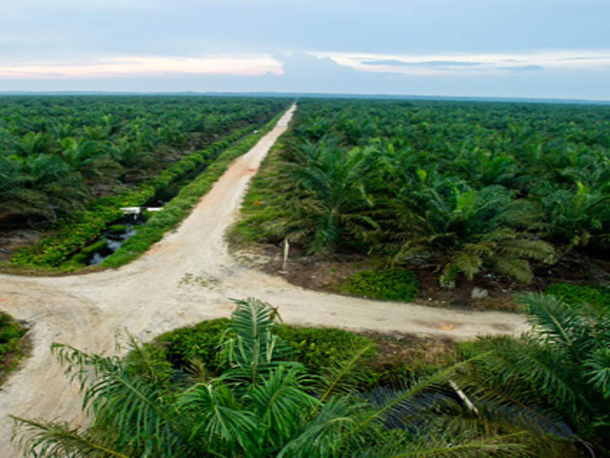 Palmölplantage © James Morgan