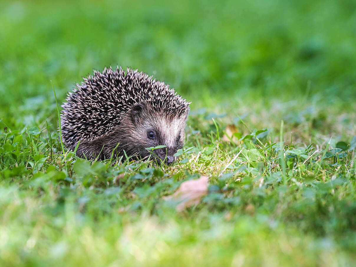 In den aufgeräumten Gärten finden Igel kaum Futter und Nistplätze 