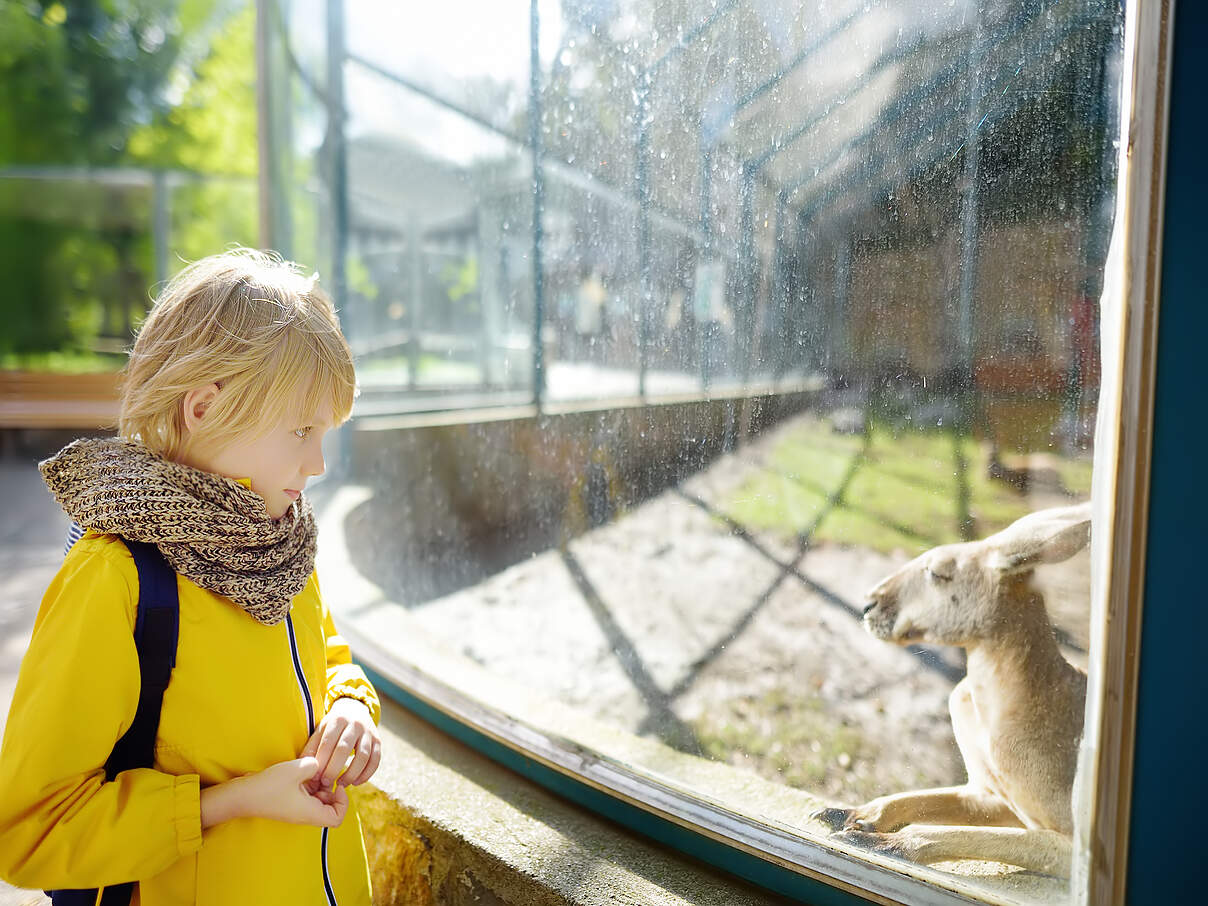 Kind vor einem Känguru-Gehege in einem Zoo © SbytovaMN / iStock / Getty Images Kind vor einem Känguru-Gehege in einem Zoo © SbytovaMN / iStock / Getty Images