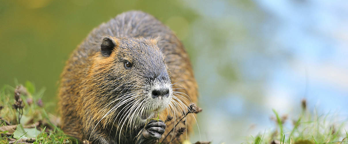 Nutria © iStock / GettyImages