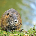 Nutria © iStock / GettyImages