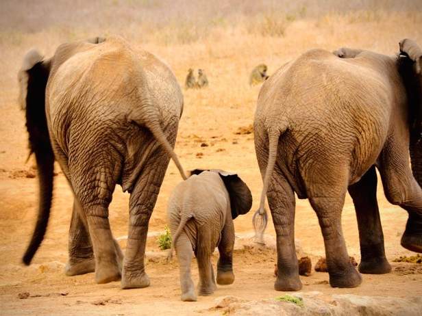 Jungtiere und kleine Elefanten sind besonders von der Dürre bedroht © WWF Kenia