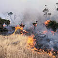 Australien Waldbrand © Richard McLellan / WWF