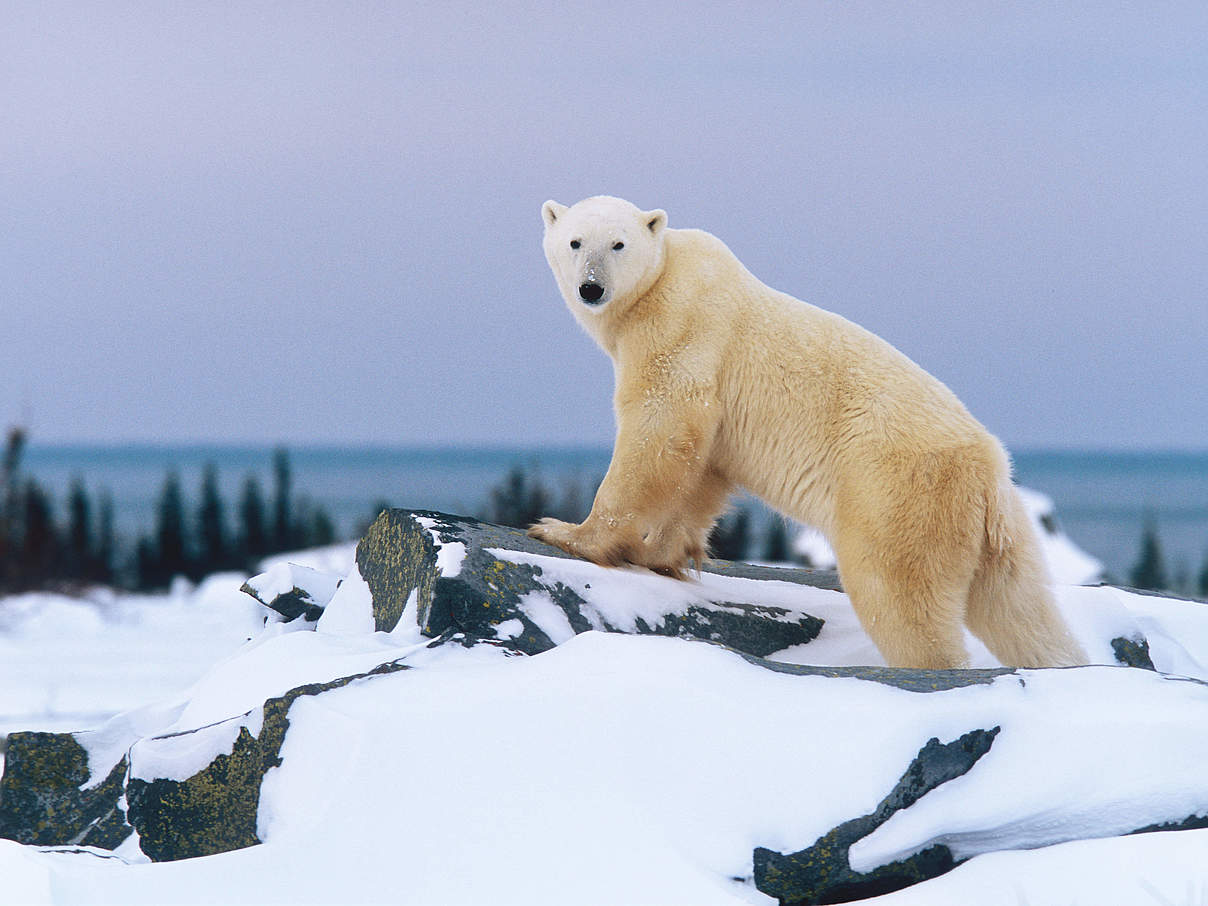 Eisbär vor der Hudson Bay, Kanada © Patrick Endres