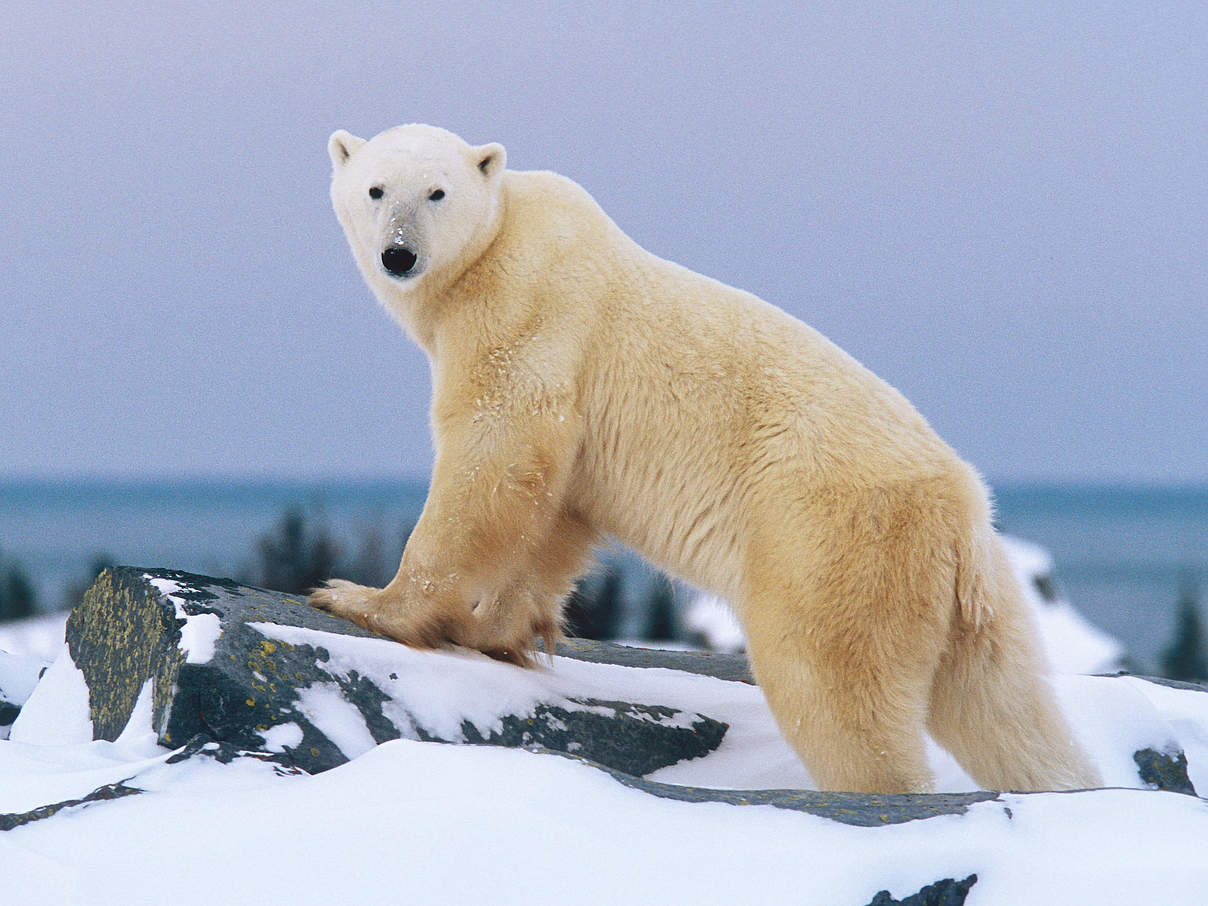 Eisbär vor der Hudson Bay, Kanada © Patrick Endres