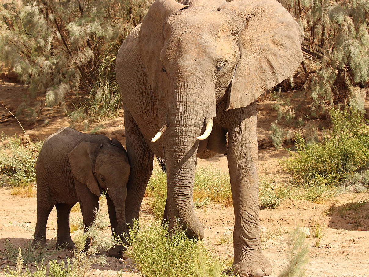 Elefantenkuh mit Kalb © Tania Curry / WWF-US