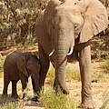 Elefantenkuh mit Kalb © Tania Curry / WWF-US