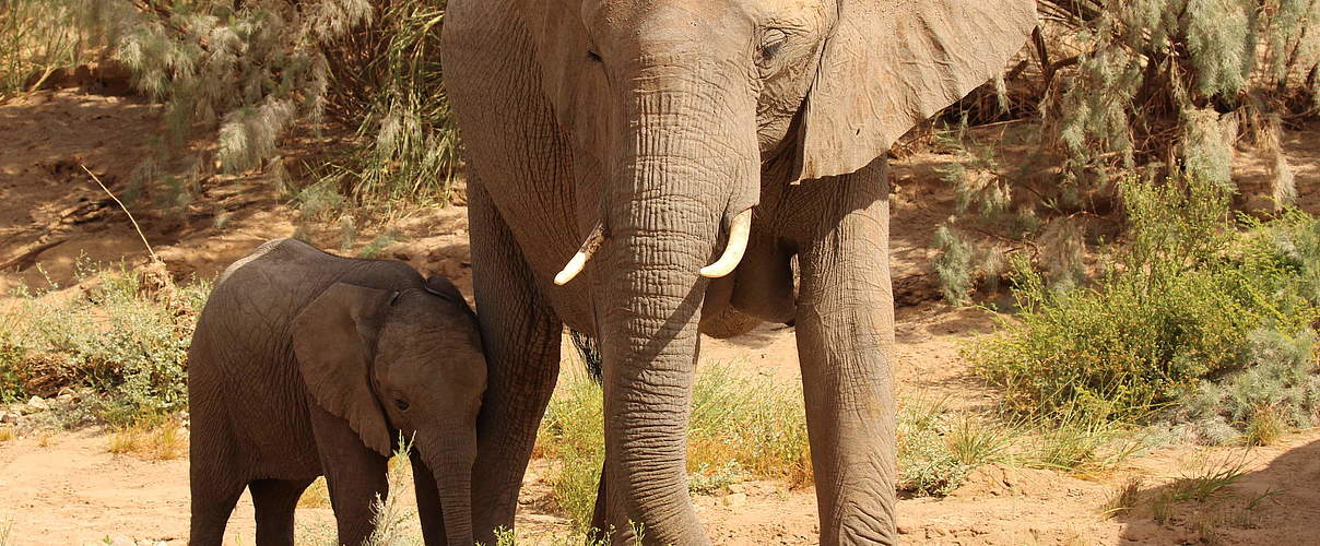 Elefantenkuh mit Kalb © Tania Curry / WWF-US