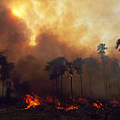 Brand mit starker Rauchentwicklung im Amazonas © Nigel Dickinson / WWF