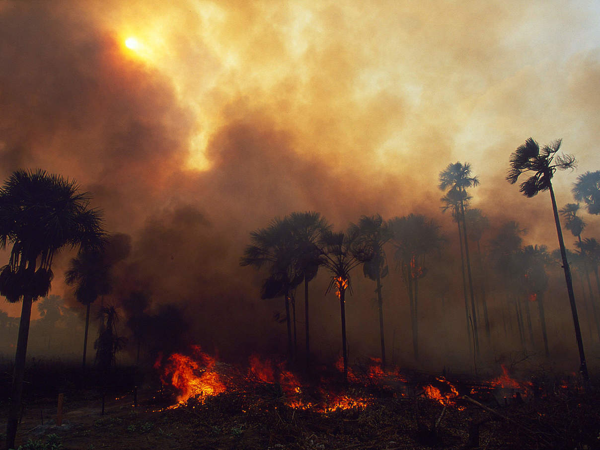 Brand mit starker Rauchentwicklung im Amazonas © Nigel Dickinson / WWF