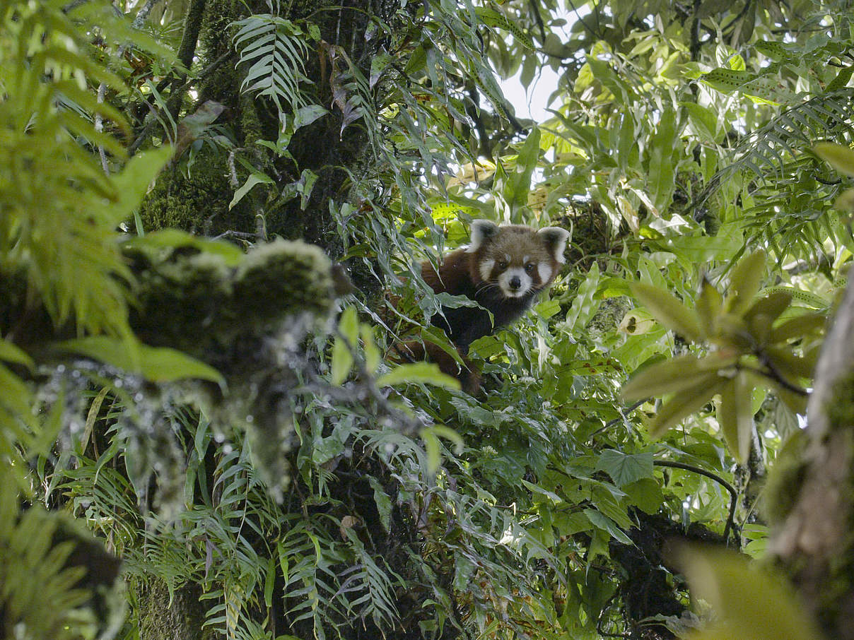Roter Panda in einem Bambuswald in Nepal © Axel Gebauer / WWF