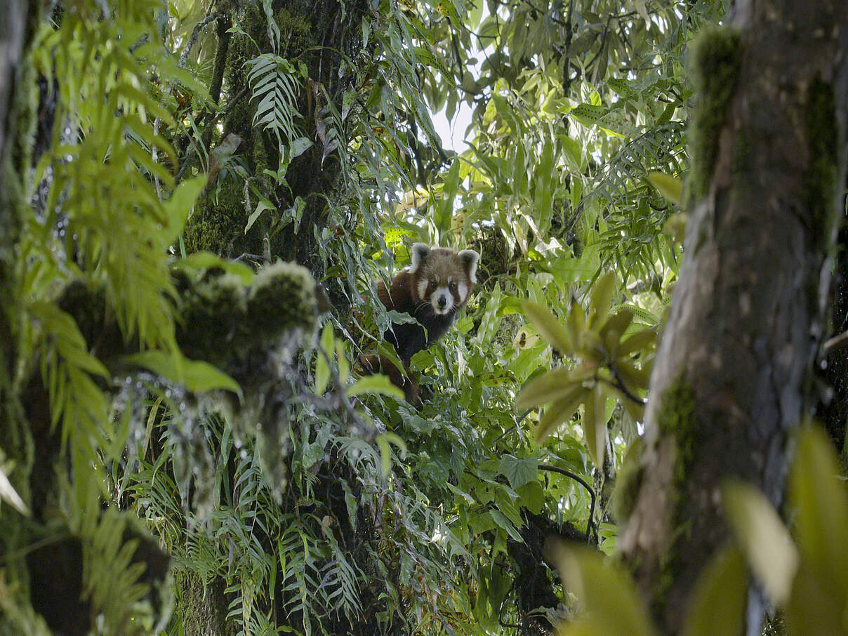 Roter Panda in einem Bambuswald in Nepal © Axel Gebauer / WWF